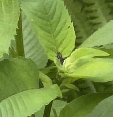 Meteorinae