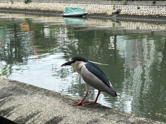 Nycticorax nycticorax