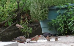 Cardinalis cardinalis