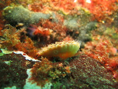 Chlamys hastata