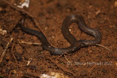 Aspidura trachyprocta