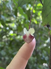 Pseuduvaria mulgraveana
