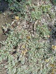 Antennaria rosea confinis