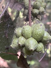 Pseuduvaria mulgraveana