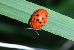 Chelymorpha cassidea