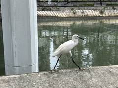 Egretta garzetta