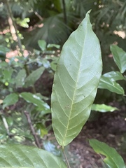 Pseuduvaria mulgraveana