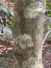 Pseuduvaria mulgraveana