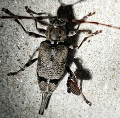 Graphisurus despectus