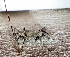 Graphisurus despectus