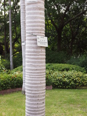 Archontophoenix alexandrae