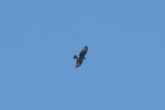Buteo buteo insularum