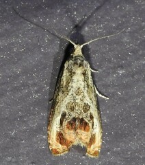 Olethreutes hamameliana