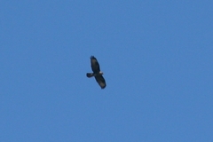 Buteo buteo insularum