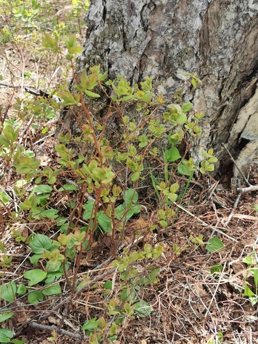 Image of Spiraea beauverdiana by (c) Валерия Ковалева, some rights reserved (CC BY)
