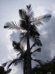 Archontophoenix alexandrae