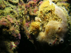 Trichotropis cancellata