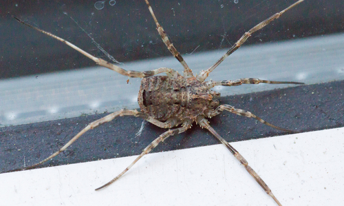Odiellus spinosus