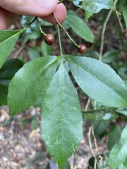 Zanthoxylum ovalifolium