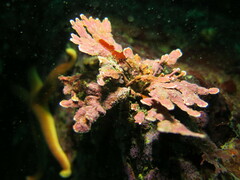 Calliarthron cheilosporioides