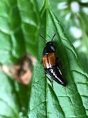 Tachinus