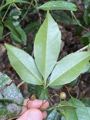 Zanthoxylum ovalifolium