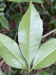 Zanthoxylum ovalifolium