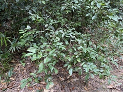 Zanthoxylum ovalifolium