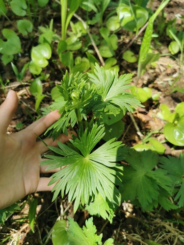 Image of Trollius riederianus by (c) Валерия Ковалева, some rights reserved (CC BY)