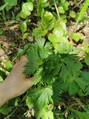 Trollius riederianus