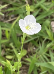 Oenothera