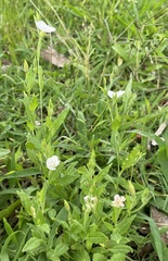 Oenothera