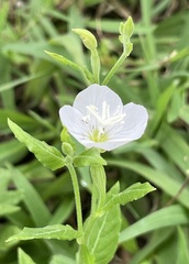 Oenothera