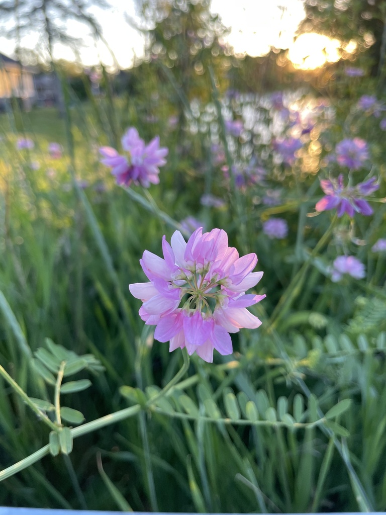 purple crownvetch from Duck Lake, Highland, MI, US on June 17, 2022 at