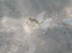Menticirrhus saxatilis