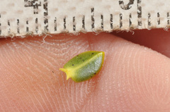 Veronica pauciramosa