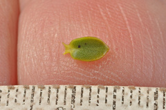 Veronica pauciramosa