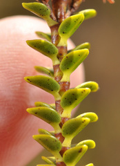 Veronica pauciramosa