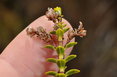 Veronica pauciramosa