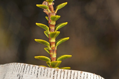 Veronica pauciramosa