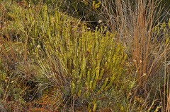 Veronica pauciramosa