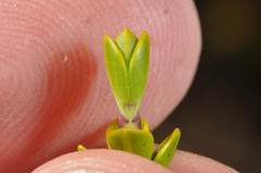 Veronica pauciramosa