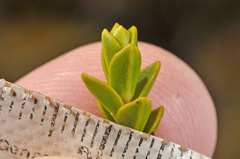 Veronica pauciramosa