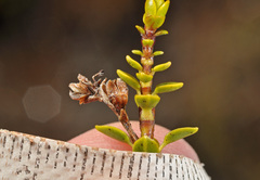 Veronica pauciramosa