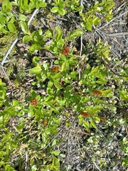 Salix pseudomyrsinites