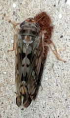 Scaphoideus opalinus