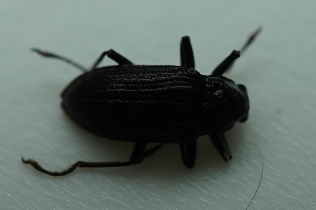 Pseudamophilus