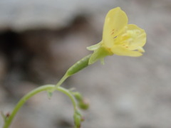 Taraxia subacaulis