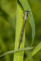 Coenagrion resolutum