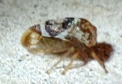 Cyrtolobus vau